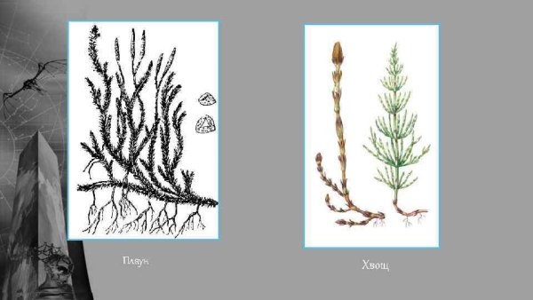 Плаун сплюснутый побег