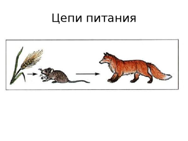 Цепочка питания животных 3 класс окружающий мир в лесу