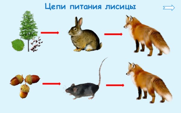 Пищевая цепочка с белкой