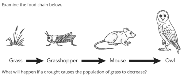 Цепи питания раскраска