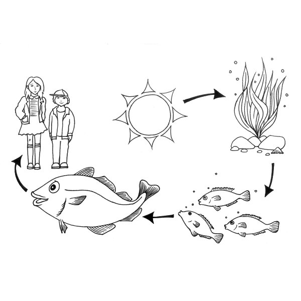 Пищевая цепочка раскраска