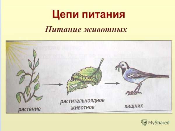 Цепь питание 3 класс растительноядные