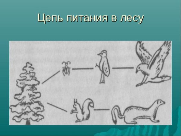Цепь питания в лесу схема 4 класс окружающий мир