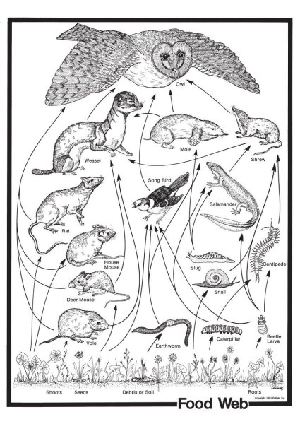 Цепи питания раскраска