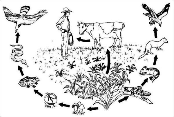 Схема пищевой цепи