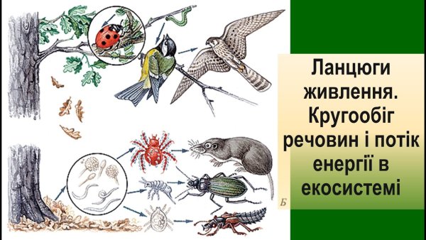 Цепями питания, цепи выедания, цепи разложения