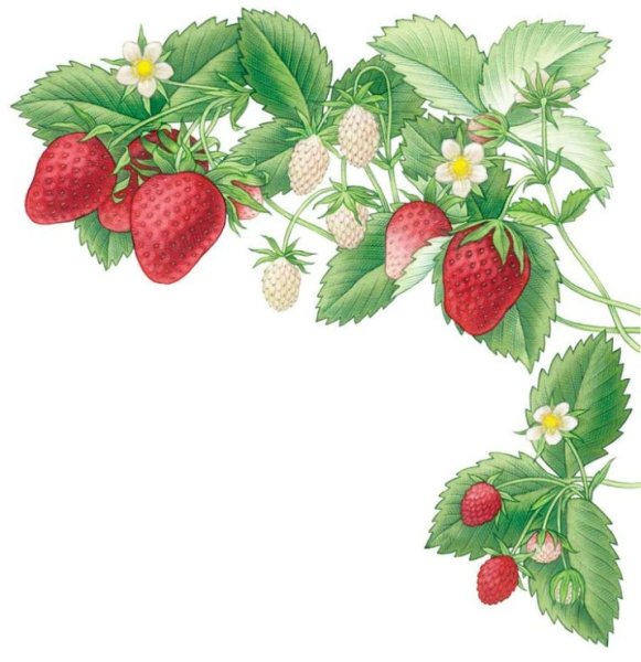 Клубника на веточке