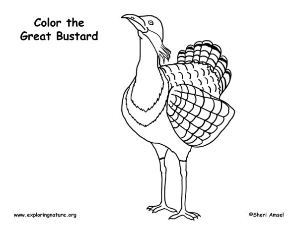 Дрофа птица раскраска