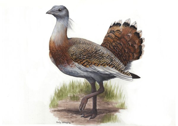 Дрофа на прозрачном фоне