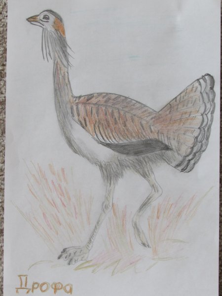 Дрофа рисунок карандашом