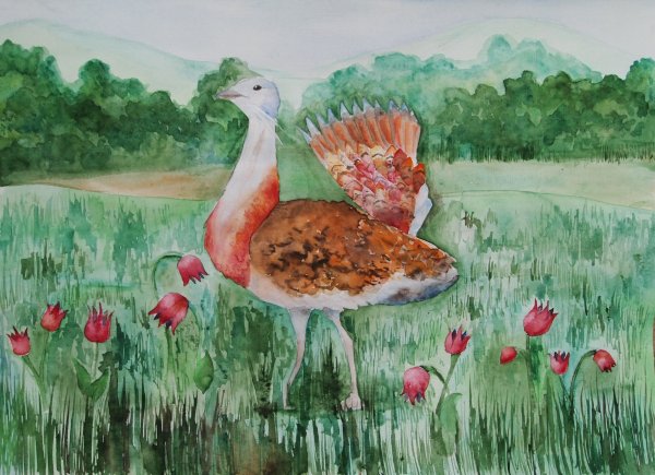 Дрофа рисунок