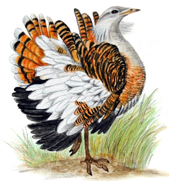 Дрофа раскраска