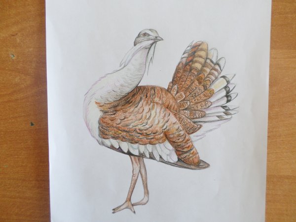 Дрофа рисунок