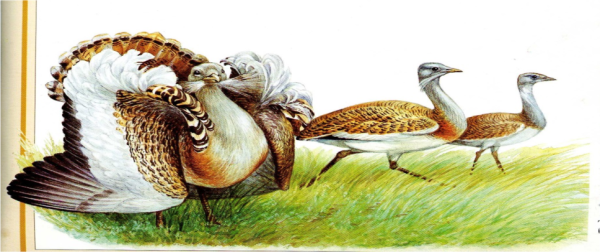 Дрофа рисунок карандашом