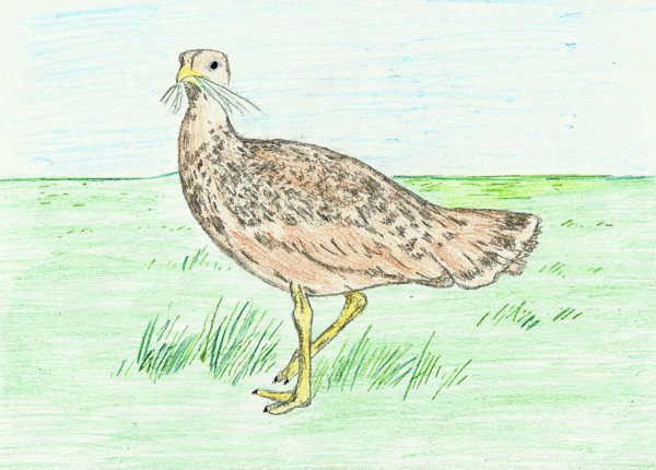 Дети птицы Дрофы