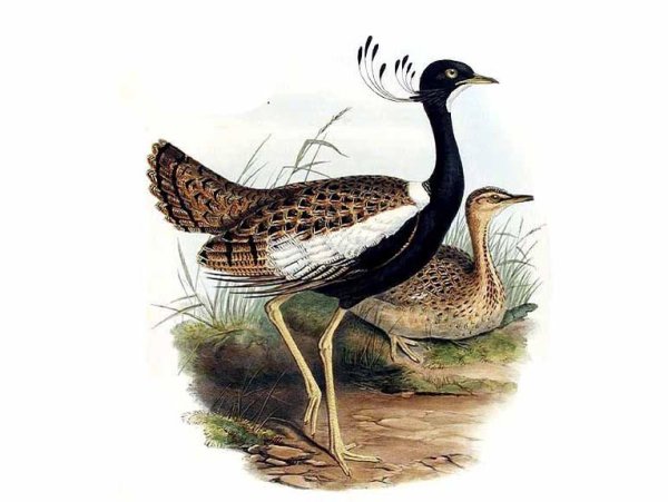 Дрофа картина