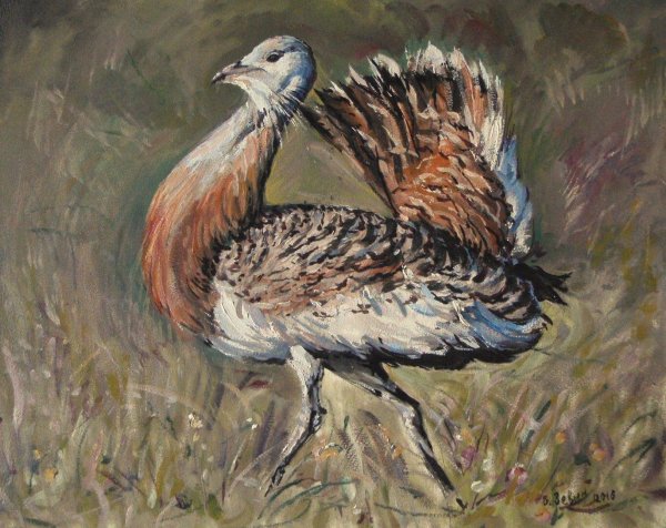 Дрофа раскраска для детей