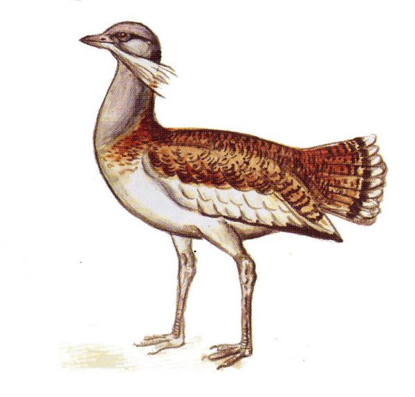 Дрофа Восточно-Сибирский подвид