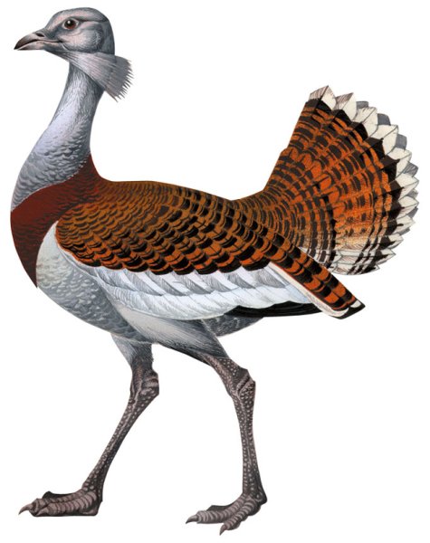 Дрофа рисунок