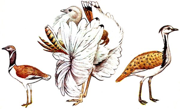 Дрофа на белом фоне