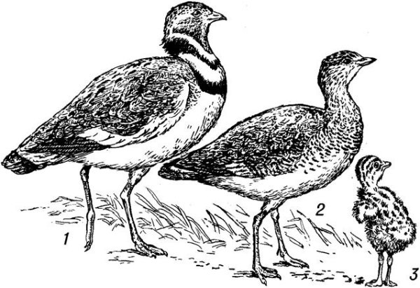 Дрофа нарисовать