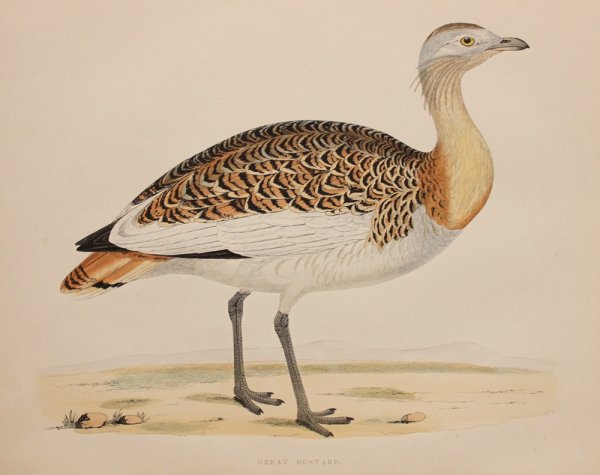 Красная книга Саратовской области птицы