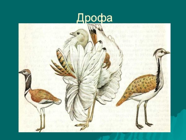 Дрофа для детей