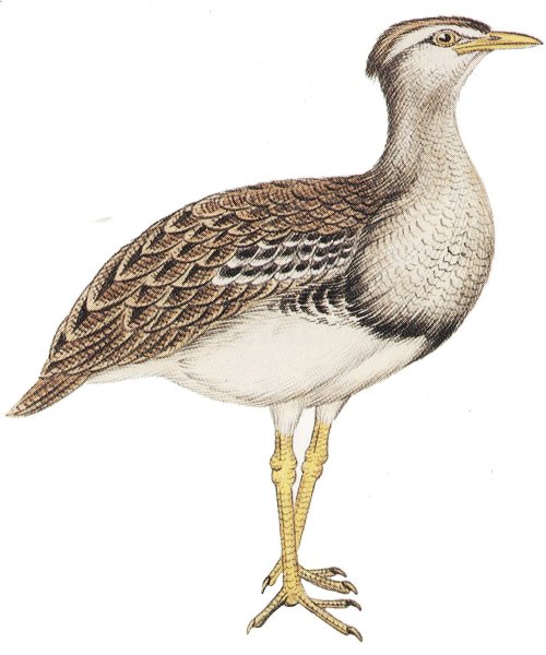 Дрофа нарисовать