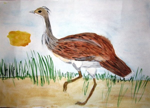 Птица Дрофа раскраска для детей