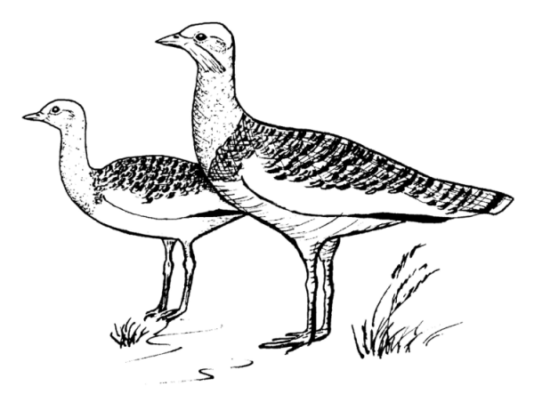 Даурский заповедник птица Дрофа