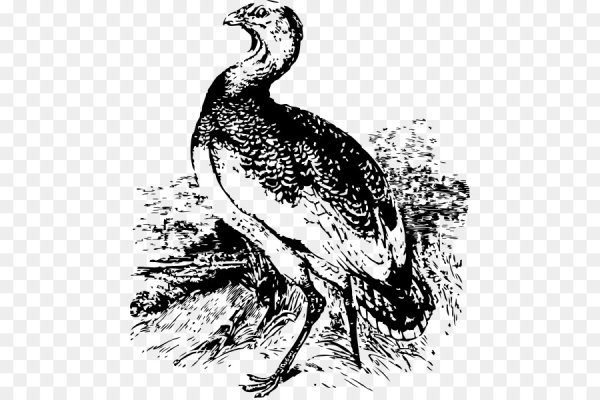 Дрофа раскраска