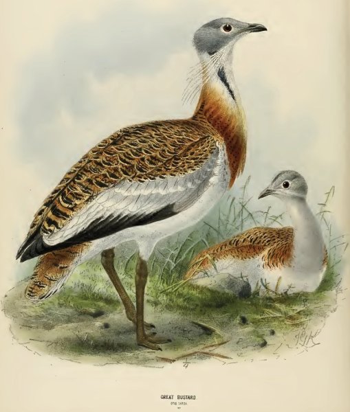 Дрофа на белом фоне