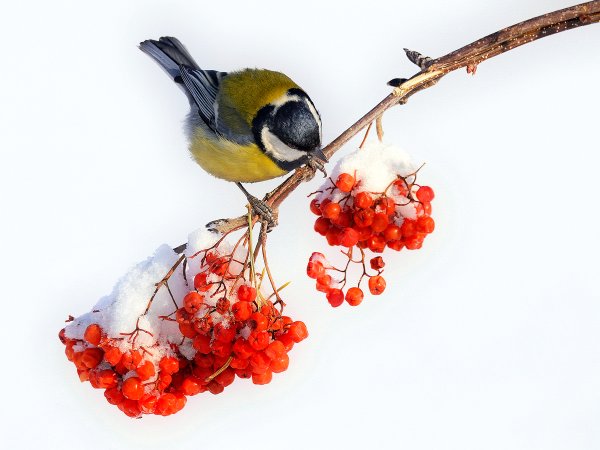 Покорители птичц зимой