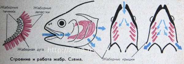 Дыхание рыб схема