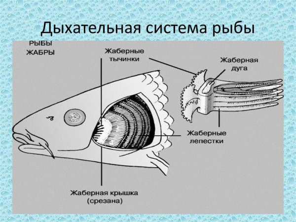 Дыхательная система рыб жабры