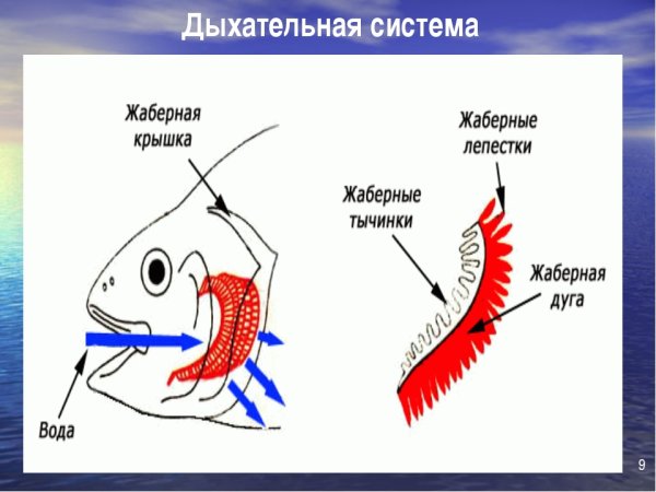 Схема жаберного дыхания рыб