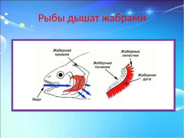 Дышат жабрами