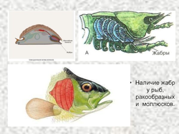 Жабры ракообразных