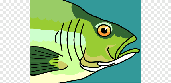 Жабры рыбы на прозрачном фоне