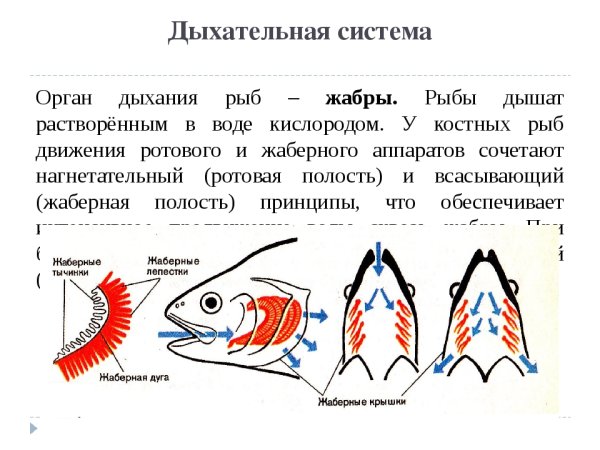 Дыхательная система костных рыб схема