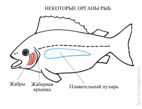 Схема плавательного пузыря костных рыб