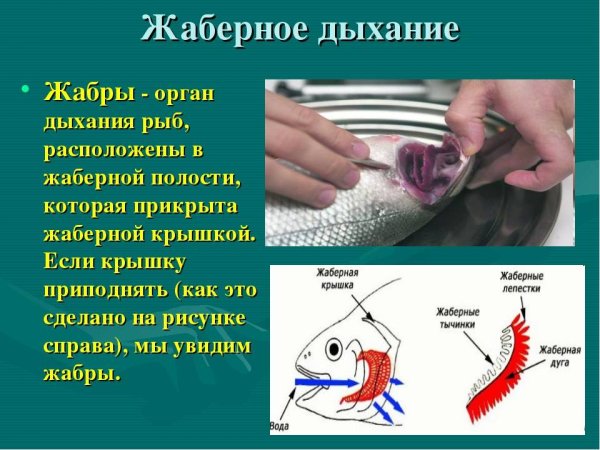 Органы дыхания рыб 6 класс биология