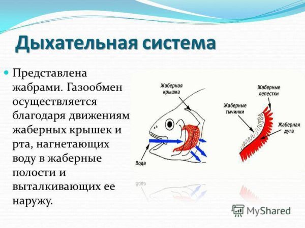 Дыхательная система система у рыб строение