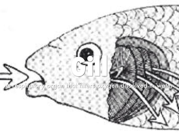 Жабры рыбы зарисовка