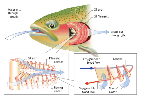 Дыхательная система рыб