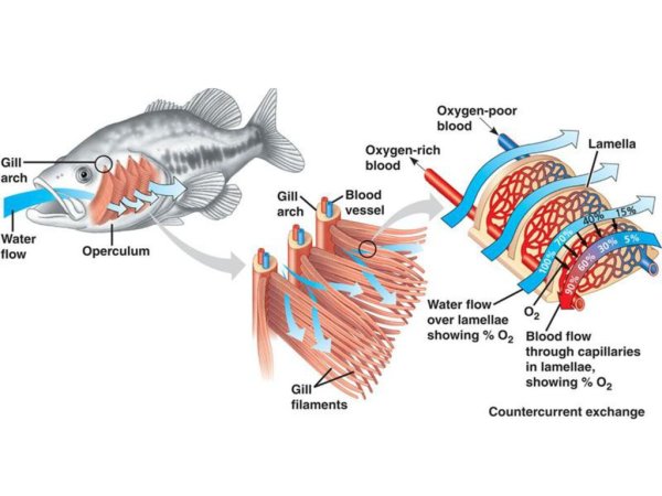 Строение дыхательной системы рыб