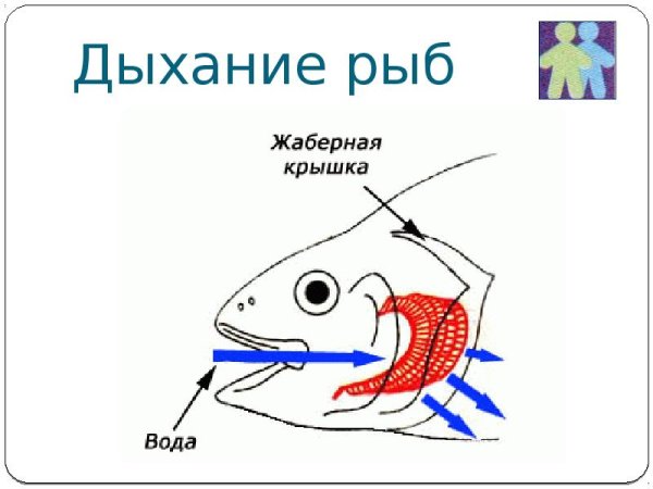 Строение жаберной крышки у костных рыб