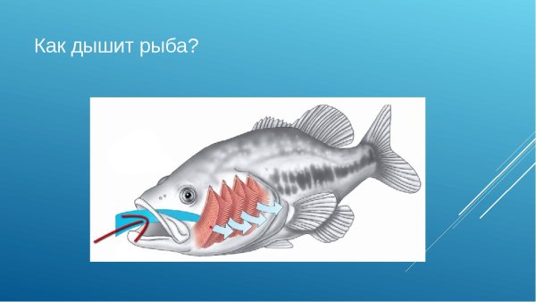 Как дышат рыбы