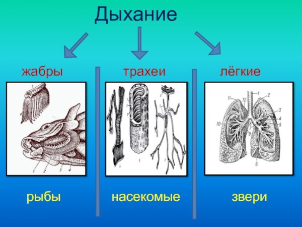 Дыхание животных