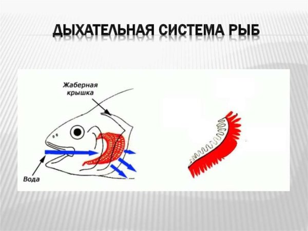 Строение жабр у костных рыб